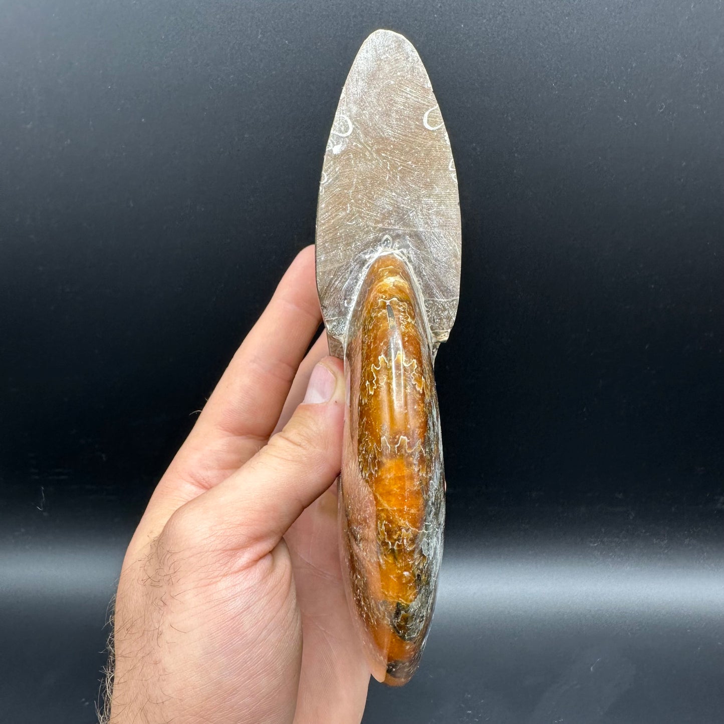 Cleoniceras Ammonite Fossil With Stand - Cretaceous Ammonite Madagascar