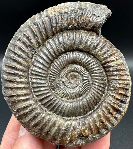 Dactylioceras Ammonite Fossil With Box And Stand - Whitby, North Yorkshire Jurassic Coast Yorkshire Fossils