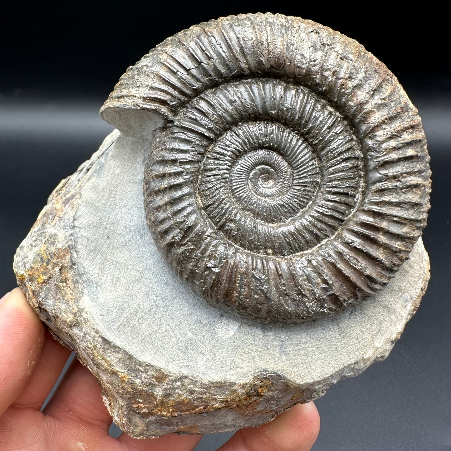 Dactylioceras Ammonite Fossil With Box And Stand - Whitby, North Yorkshire Jurassic Coast Yorkshire Fossils