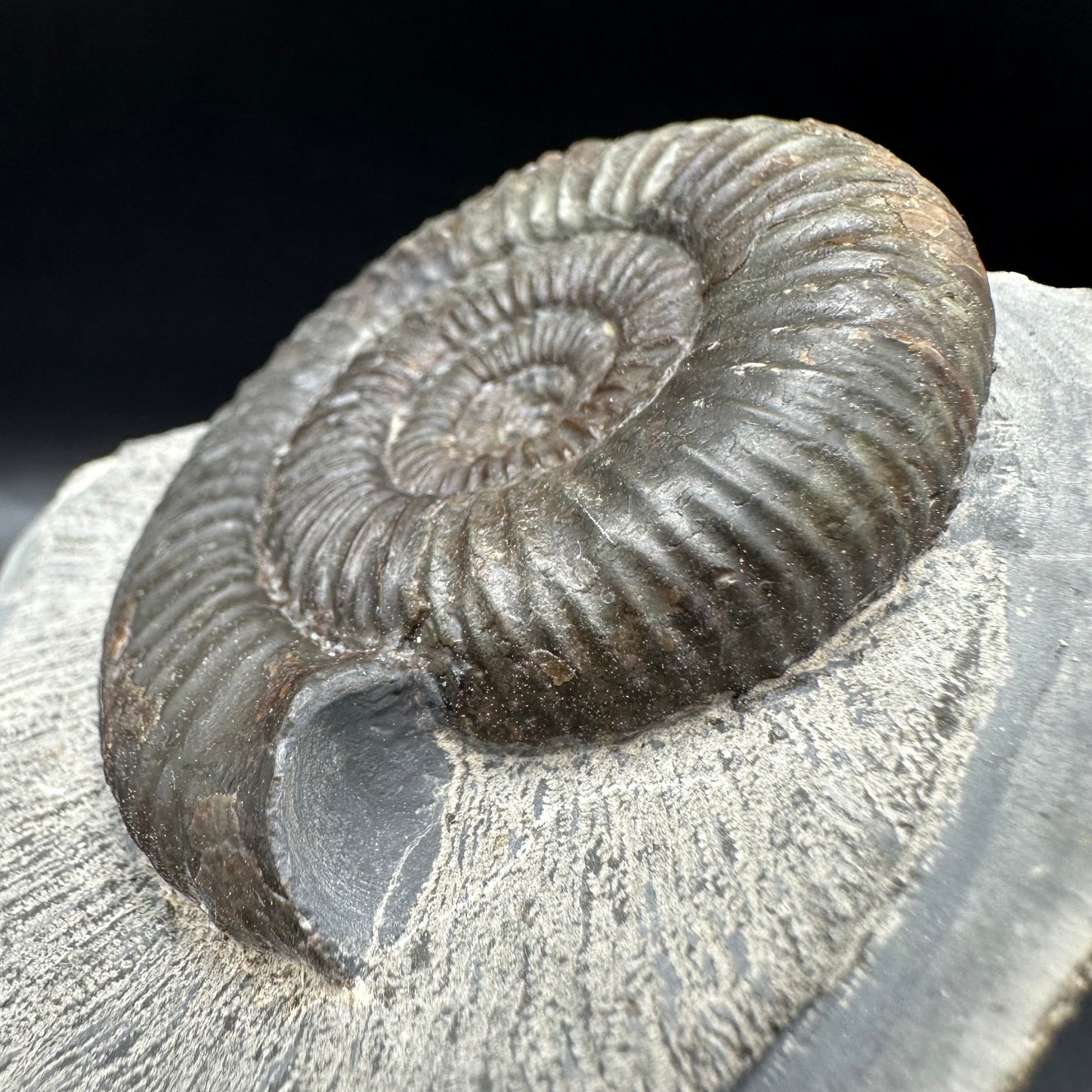 Catacoeloceras Sp. ammonite fossil with box and stand- Whitby, North Yorkshire Jurassic Coast Yorkshire Fossils