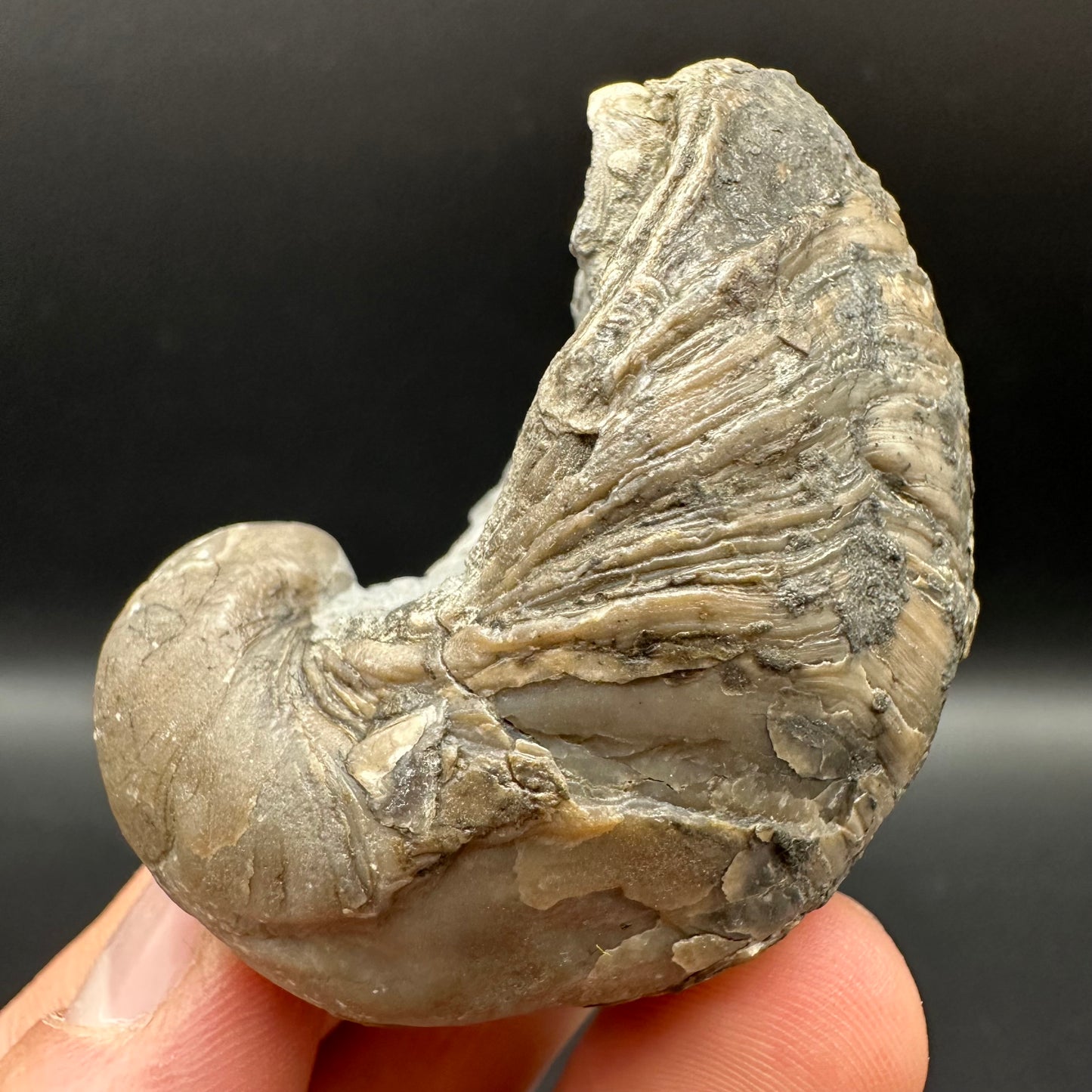 Gryphaea shell fossil with box and stand - Whitby, North Yorkshire, Jurassic Coast, Yorkshire Fossils found on the Jurassic Coast