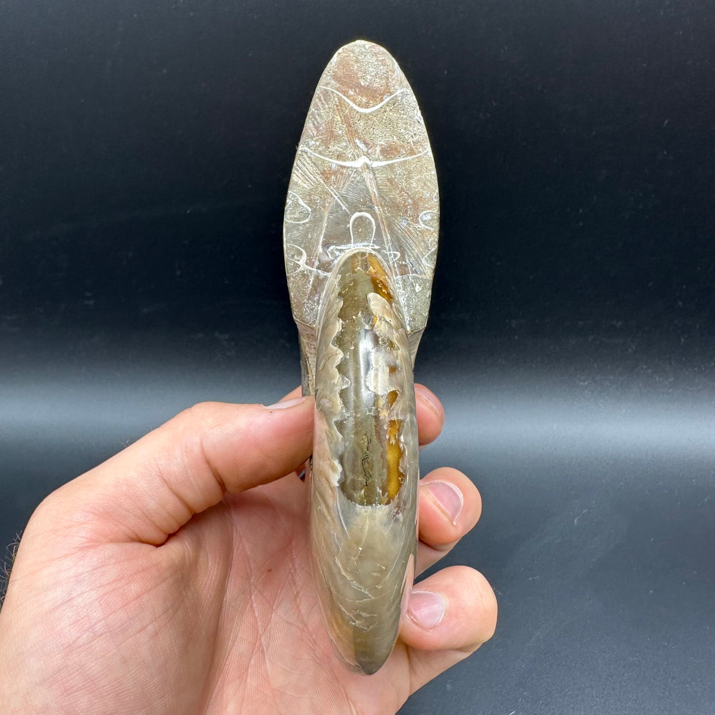 Cleoniceras Ammonite Fossil With Stand - Cretaceous Ammonite Madagascar