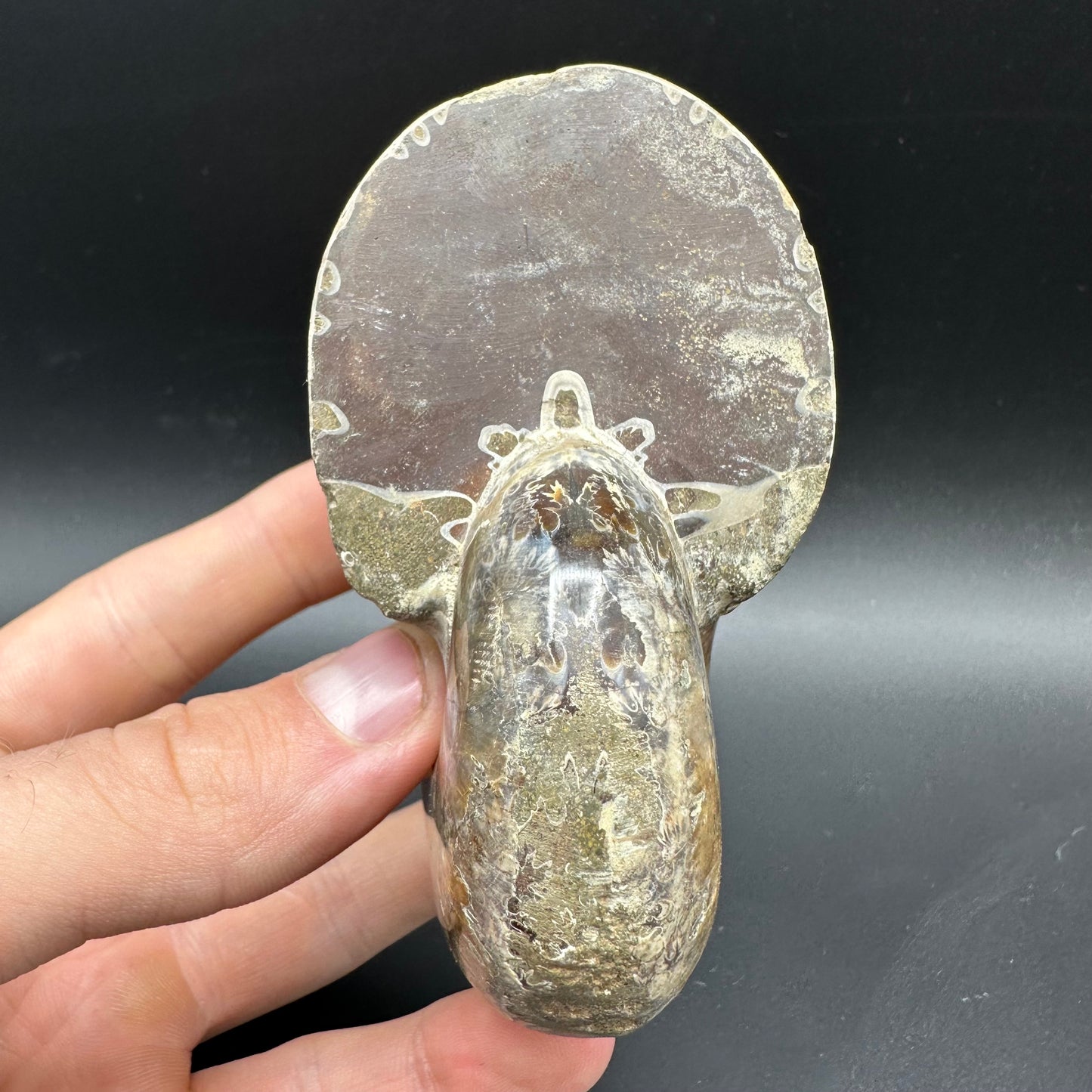 Phylloceras Ammonite Fossil With Box And Stand - Cretaceous Ammonite Madagascar