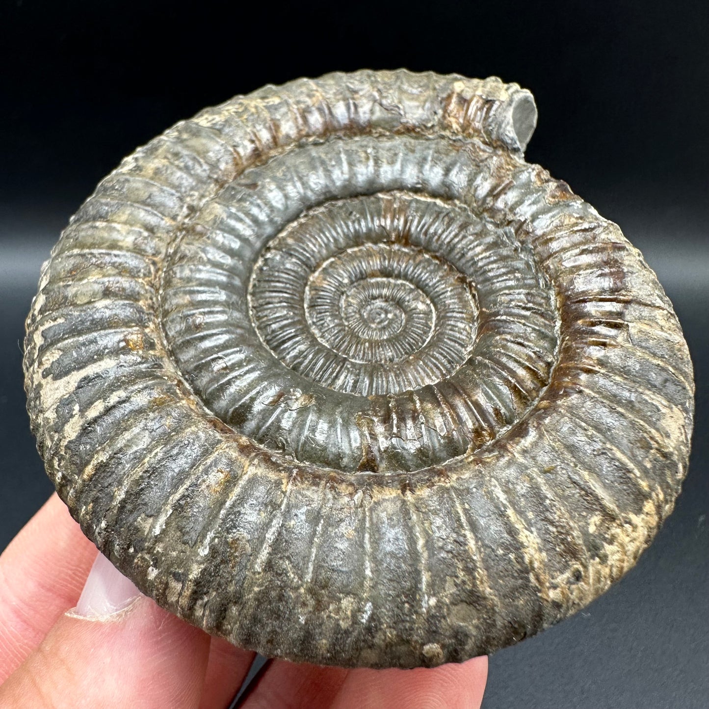 Dactylioceras Ammonite Fossil With Box And Stand - Whitby, North Yorkshire Jurassic Coast Yorkshire Fossils