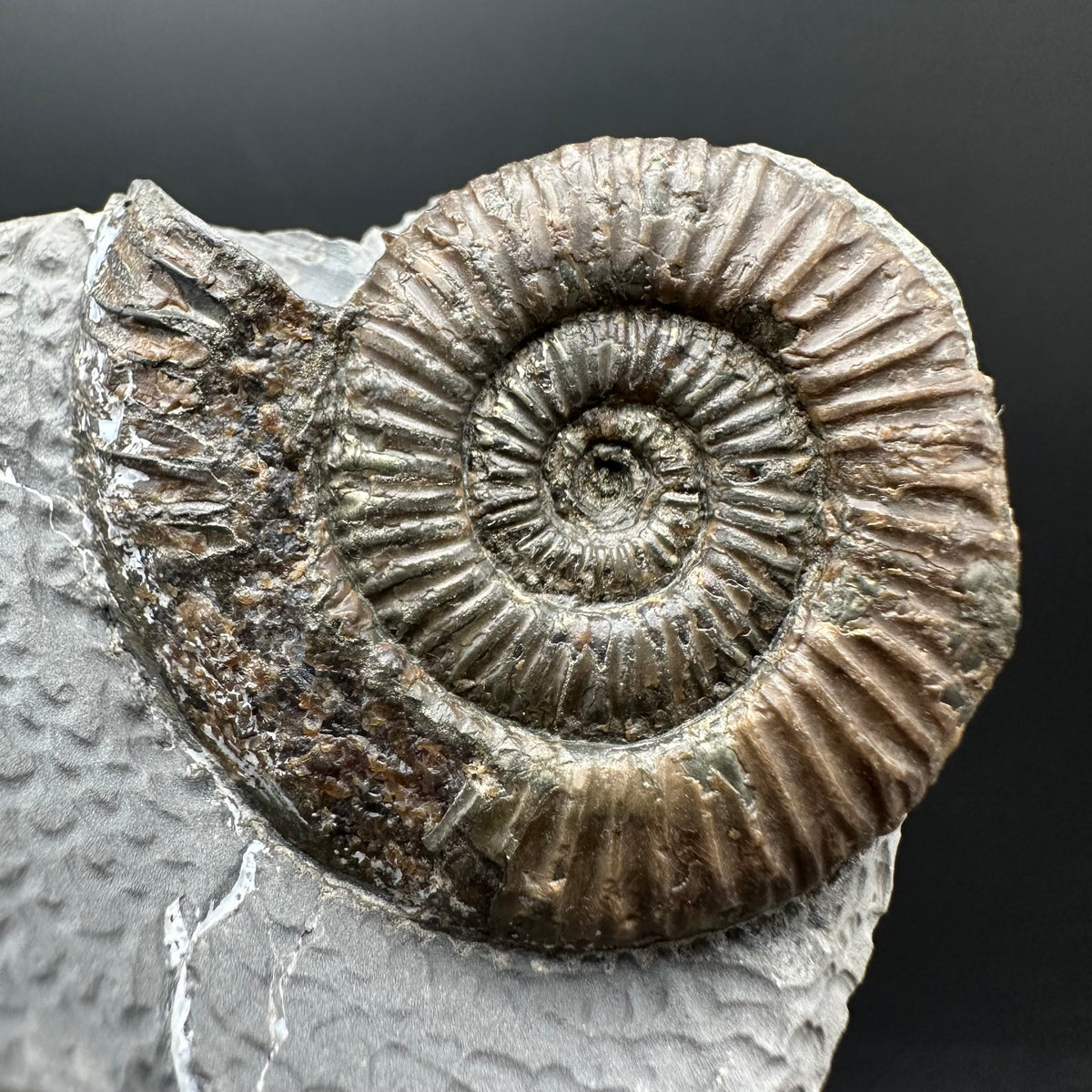 Dactylioceras Ammonite Fossil With Stand - Whitby, North Yorkshire Jurassic Coast Yorkshire Fossils