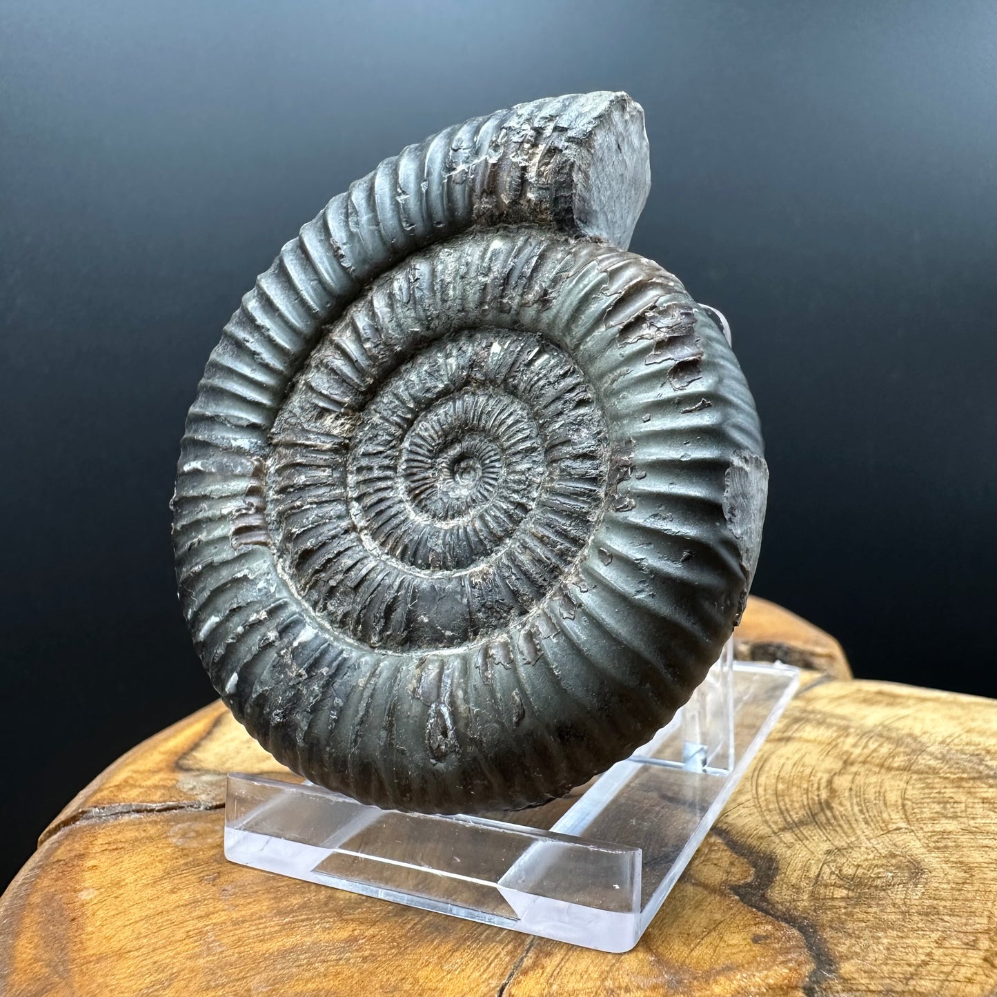 Dactylioceras Ammonite Fossil With box and Stand - Whitby, North Yorkshire Jurassic Coast Yorkshire Fossils