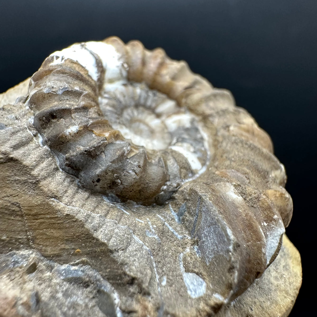 Androgynoceras capricornus Ammonite Fossil With Stand - Whitby, North Yorkshire Jurassic Coast Yorkshire Fossils