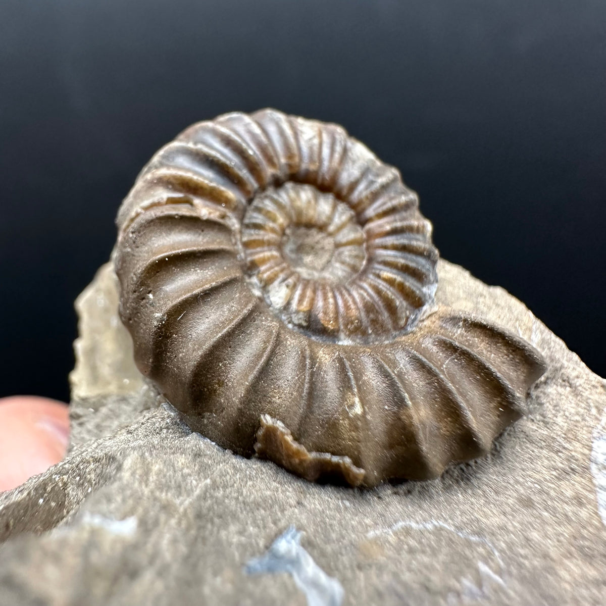 Androgynoceras capricornus Ammonite Fossil With Stand - Whitby, North Yorkshire Jurassic Coast Yorkshire Fossils