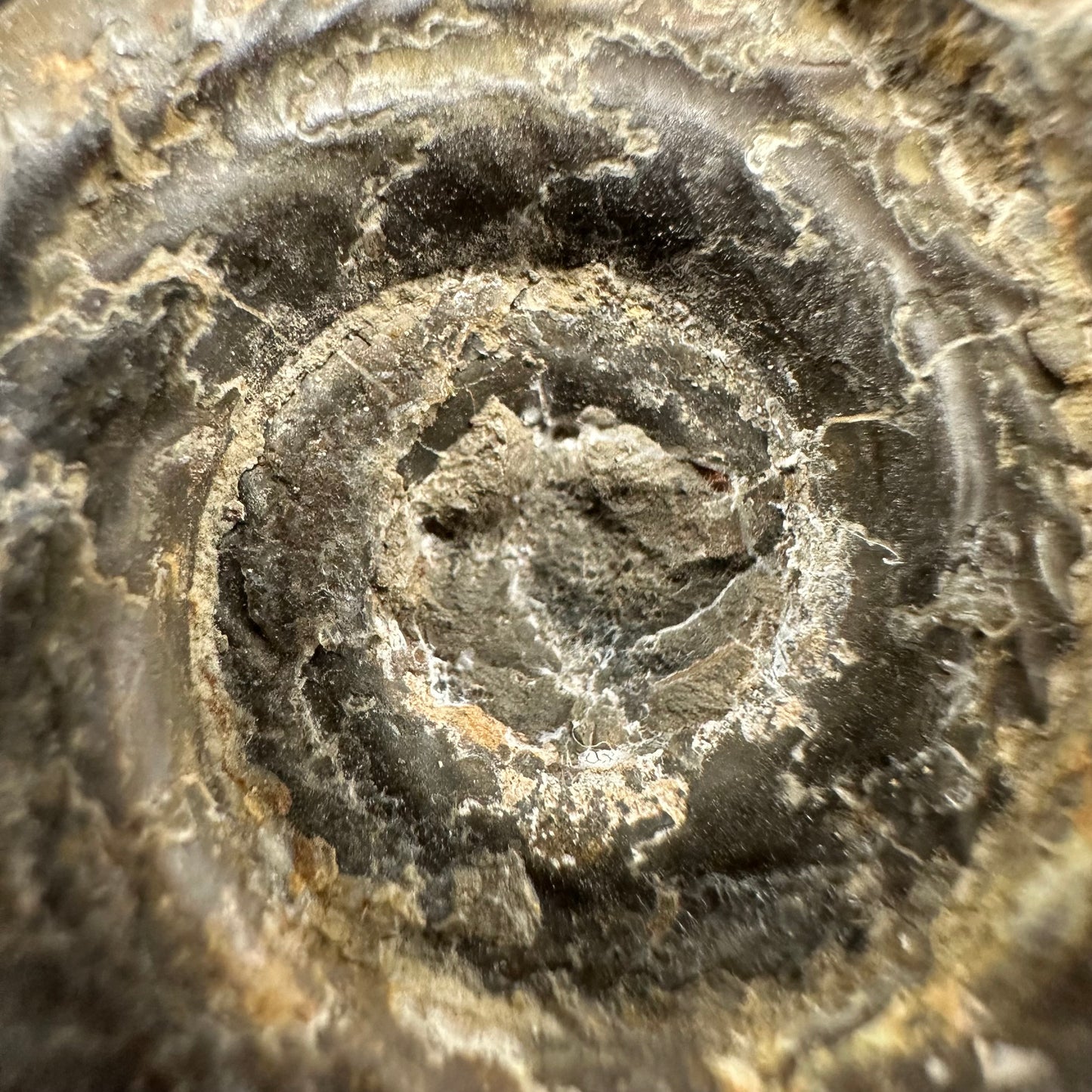 Hildoceras Bifrons Ammonite fossil with box and stand - Whitby, North Yorkshire Jurassic Coast, Yorkshire Fossils from the Jurassic Coast