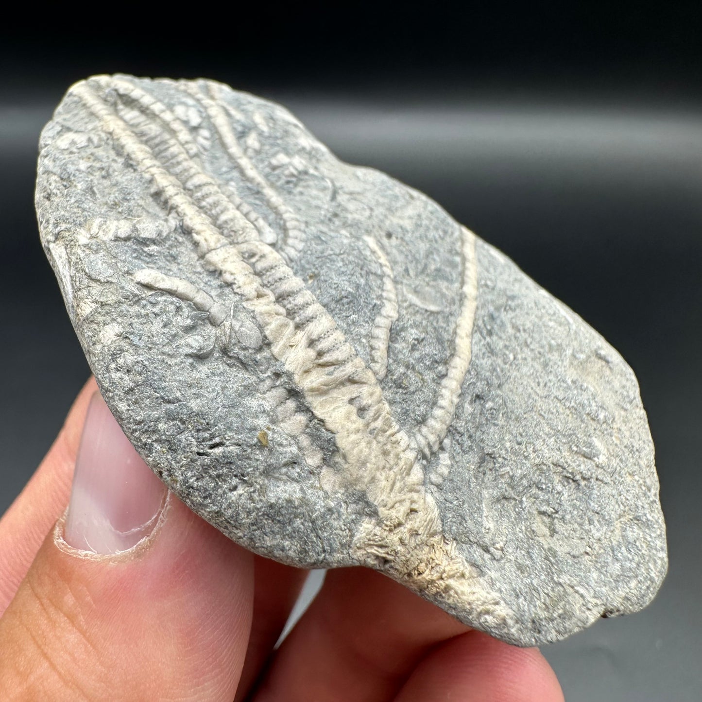 Crinoid fossil with box and stand - Whitby, North Yorkshire, Jurassic Coast, Yorkshire Fossils