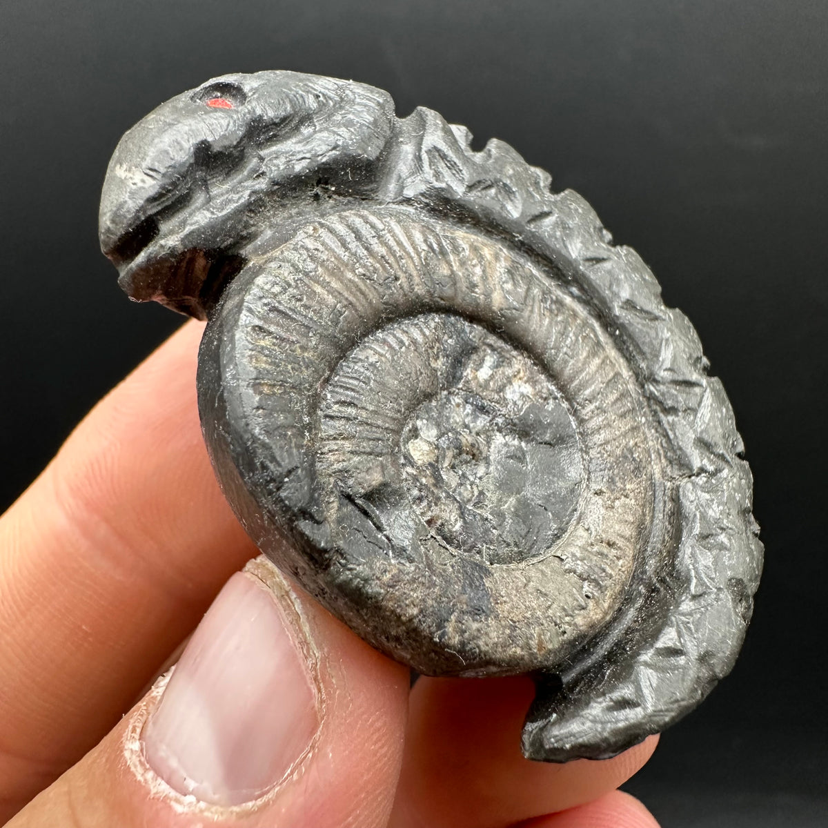 Snakestone Ammonite Fossil With Bag/Box And Stand - Whitby, North Yorkshire Jurassic Coast Yorkshire Fossils