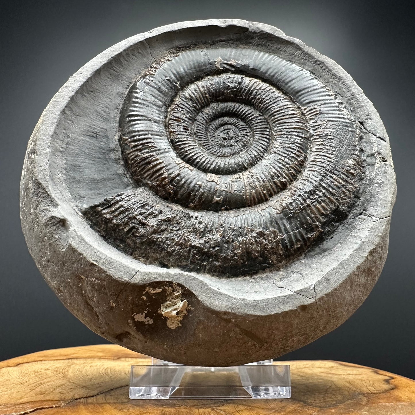Dactylioceras tenuicostatum Ammonite fossil with box and stand - Whitby, North Yorkshire Jurassic Coast