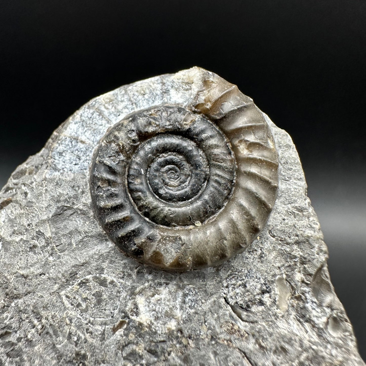 Arnioceras ammonite shell fossil with box and stand - Whitby, North Yorkshire Jurassic Coast Yorkshire Fossils