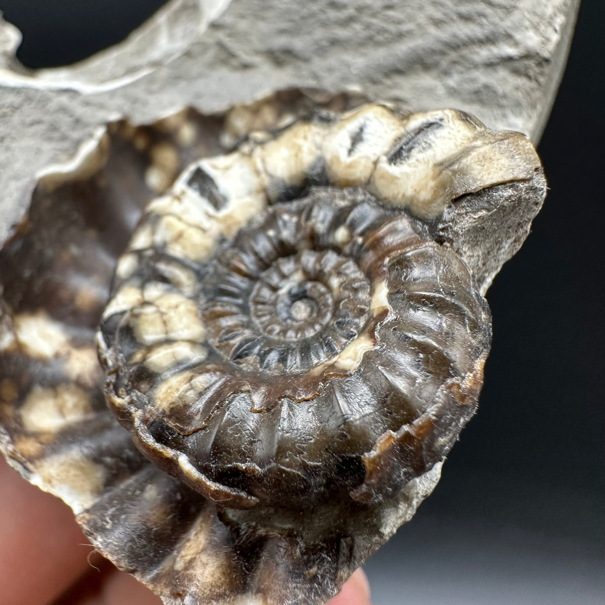 Androgynoceras maculatum ammonite fossil with box and stand - Whitby, North Yorkshire Jurassic Coast Yorkshire Fossils