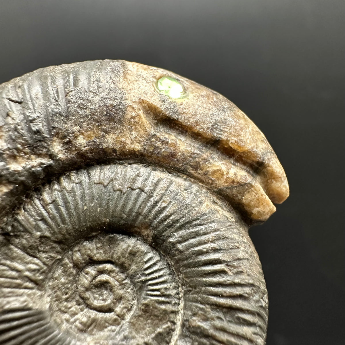 Snakestone Ammonite Fossil With Bag/Box And Stand - Whitby, North Yorkshire Jurassic Coast Yorkshire Fossils