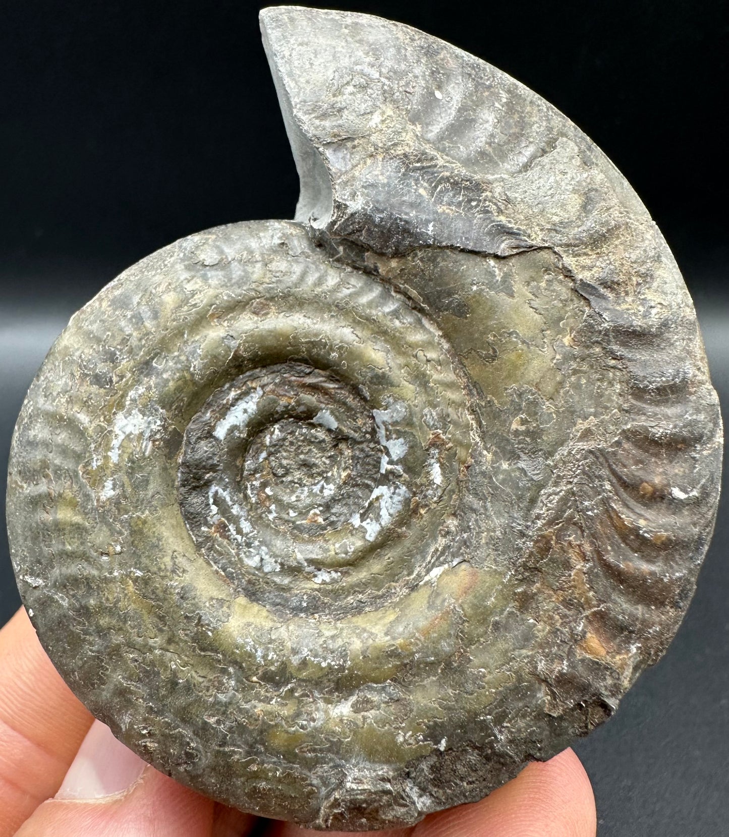 Hildoceras semipolitum Ammonite fossil with box and stand - Whitby, North Yorkshire Jurassic Coast, Yorkshire Fossils from the Jurassic Coast