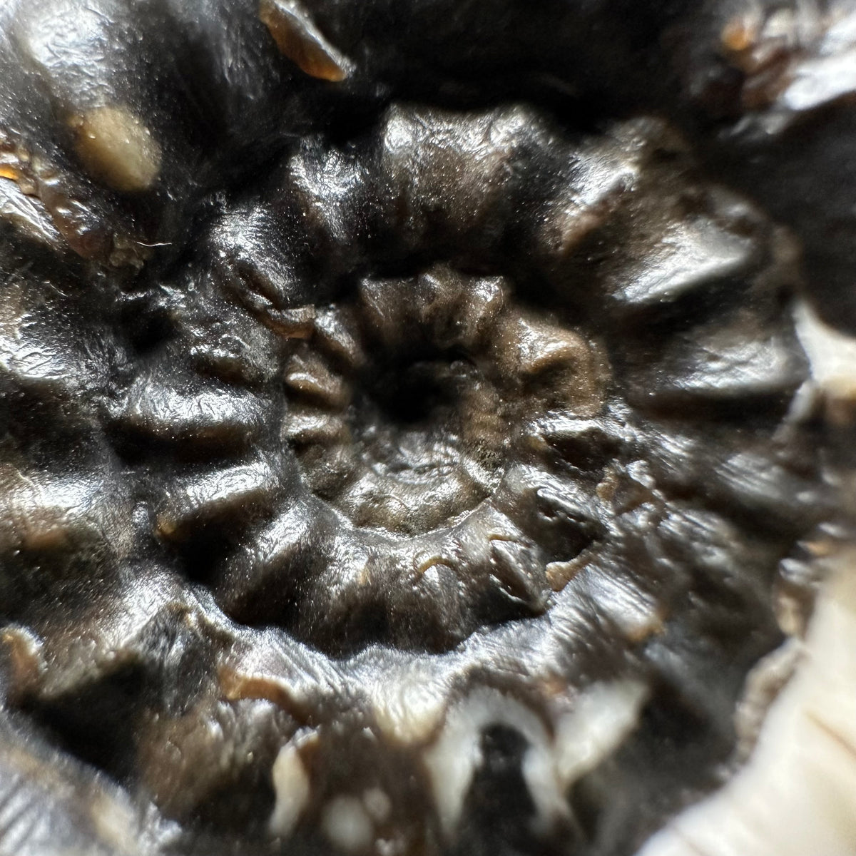 Androgynoceras maculatum ammonite fossil with box and stand - Whitby, North Yorkshire Jurassic Coast Yorkshire Fossils