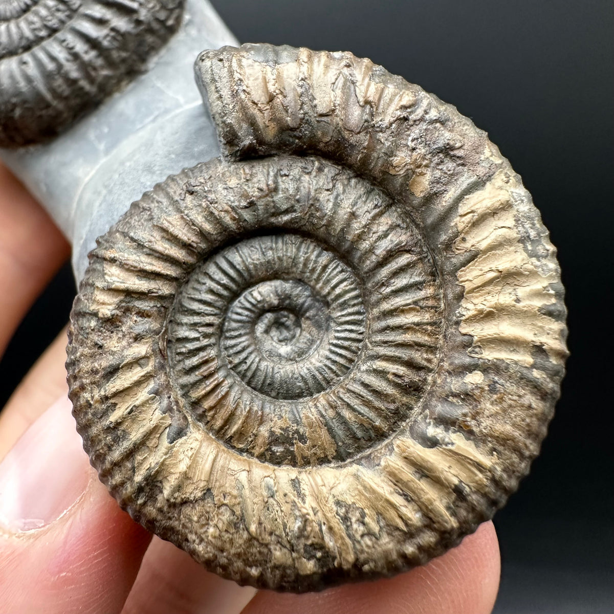 Dactylioceras Ammonite Fossil With Stand - Whitby, North Yorkshire Jurassic Coast Yorkshire Fossils