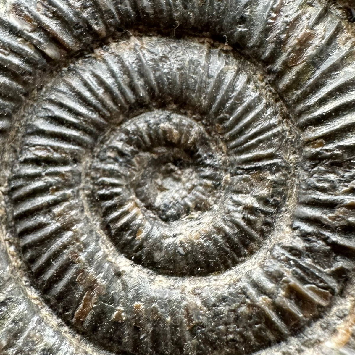 Dactylioceras Ammonite Fossil With box and Stand - Whitby, North Yorkshire Jurassic Coast Yorkshire Fossils