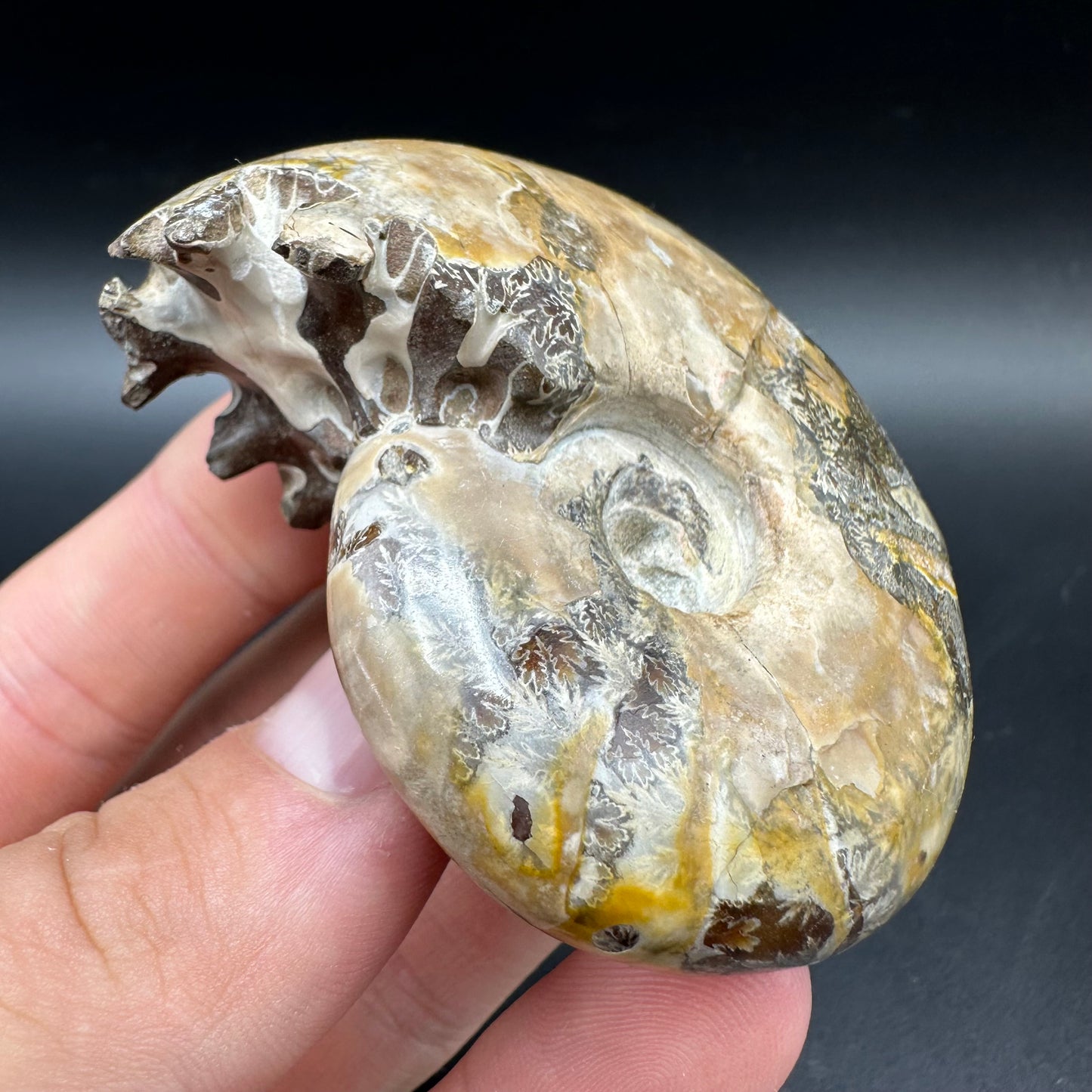 Puzosia Ammonite Fossil With Box And Stand - Cretaceous Ammonite Madagascar