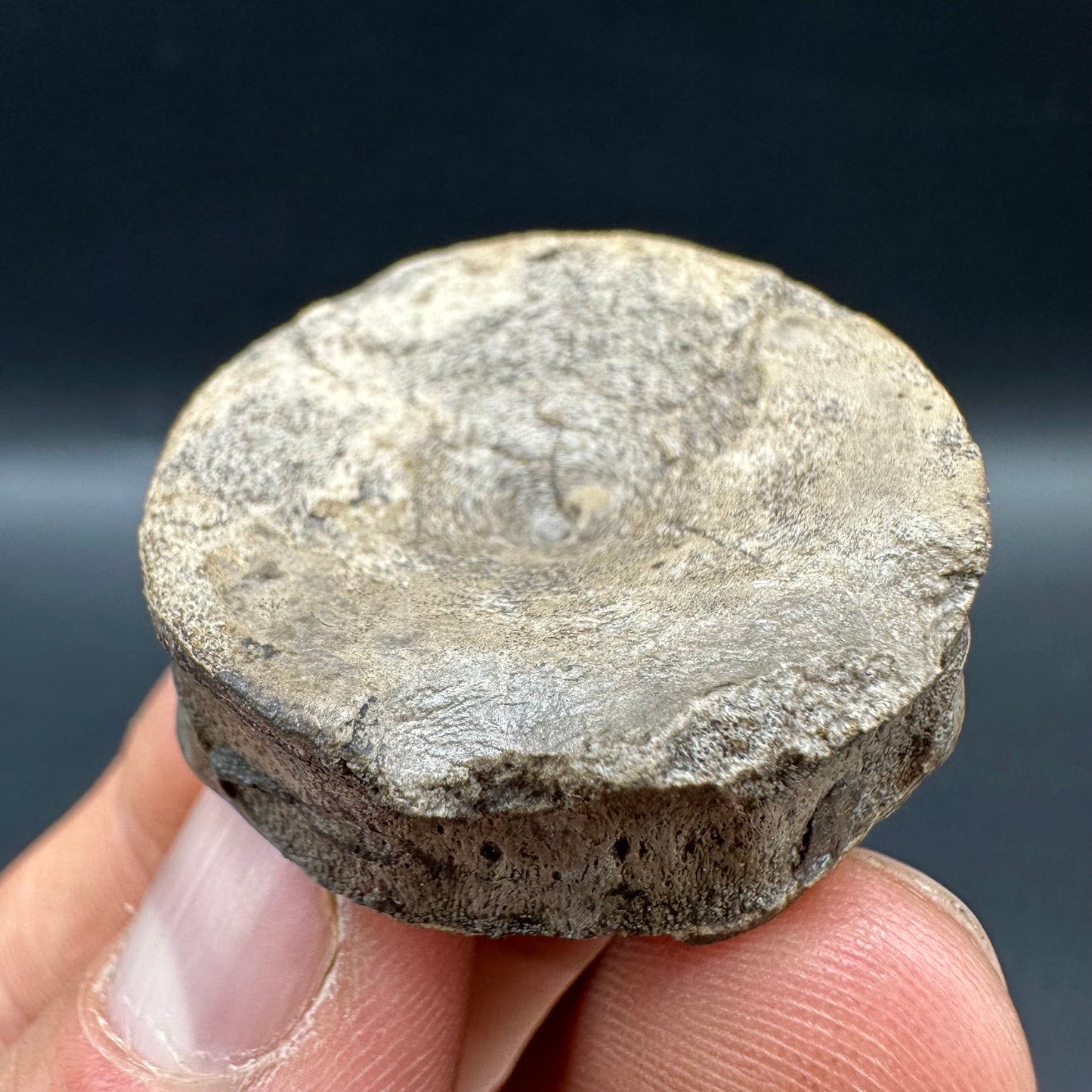 Ichthyosaur Vertebra fossil with box and stand - Whitby, North Yorkshire Jurassic Coast, Yorkshire fossils found on the Jurassic Coast