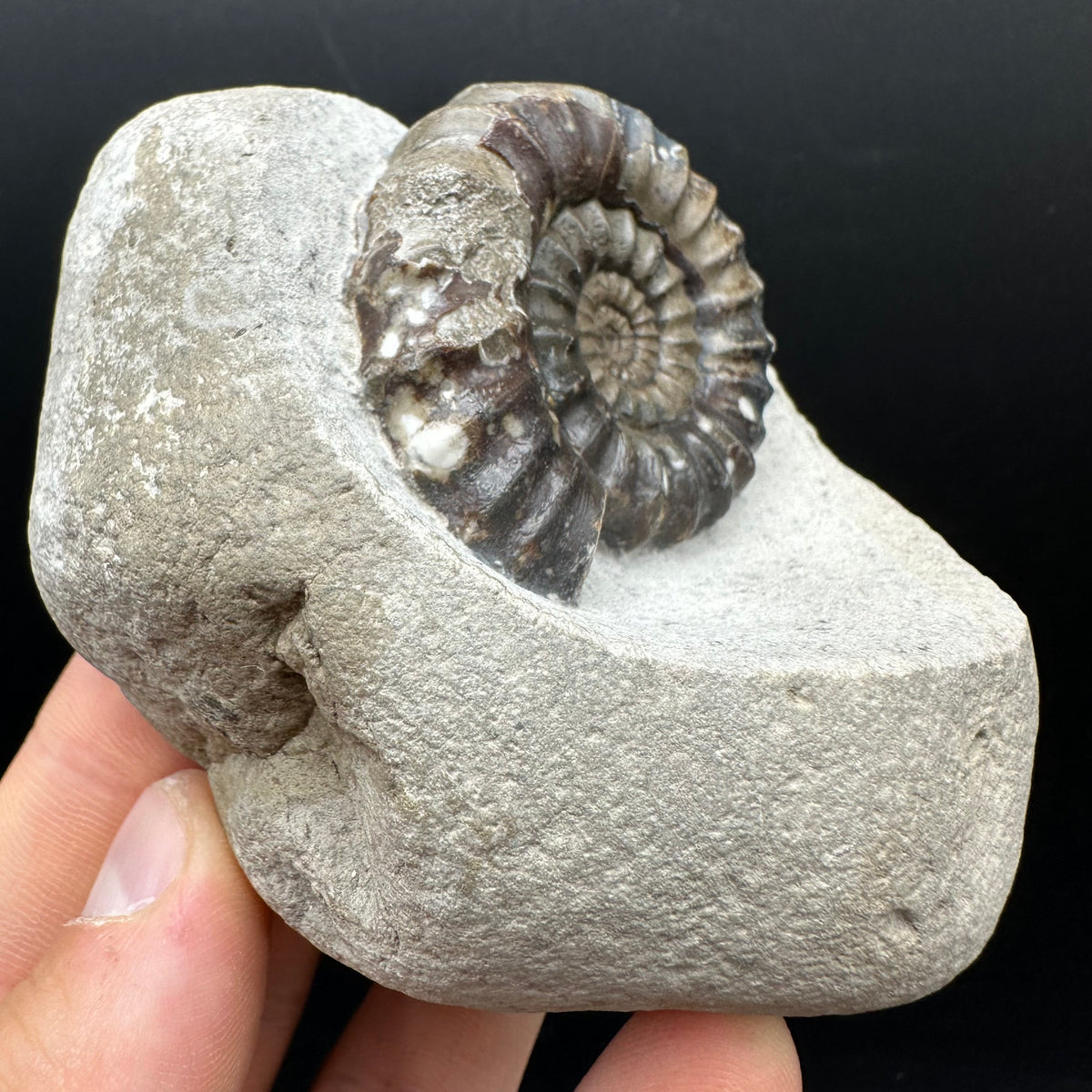 Androgynoceras maculatum ammonite fossil with box and stand - Whitby, North Yorkshire Jurassic Coast Yorkshire Fossils