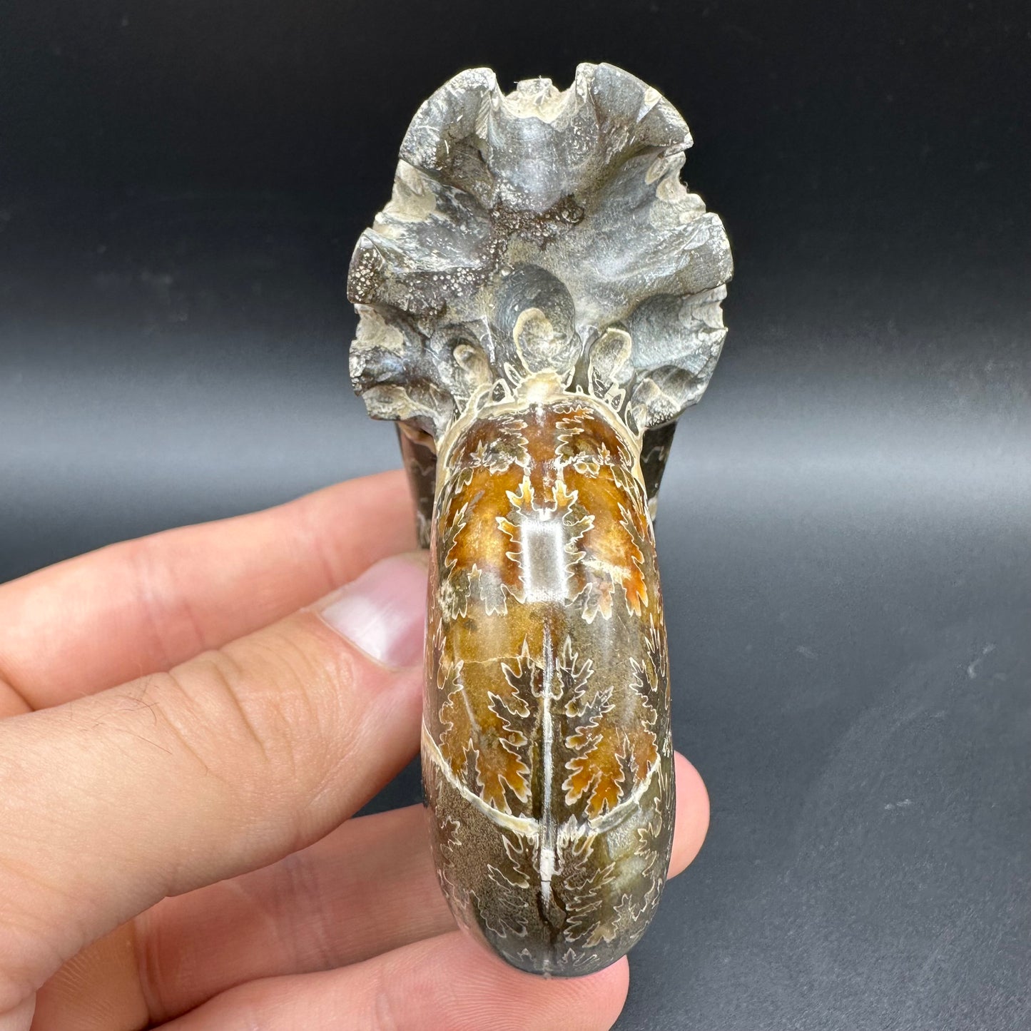Puzosia Ammonite Fossil With Box And Stand - Cretaceous Ammonite Madagascar