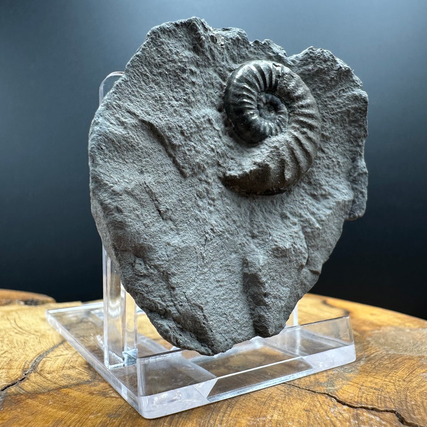 Agassiceras sp. ammonite fossil with box and stand - Whitby, North Yorkshire Jurassic Coast Yorkshire Fossils