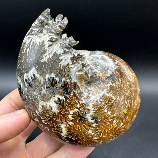 Phylloceras Ammonite Fossil With Box And Stand - Cretaceous Ammonite Madagascar