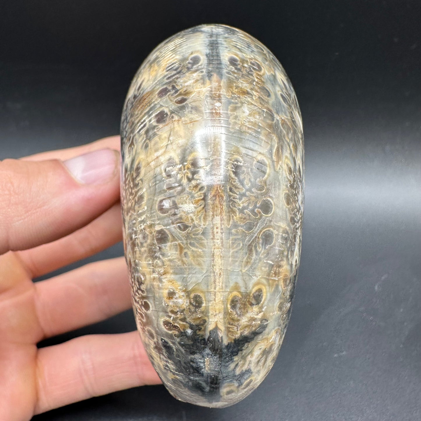 Phylloceras Ammonite Fossil With Box And Stand - Cretaceous Ammonite Madagascar