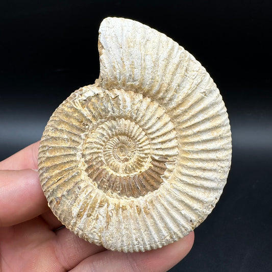 Dichotomosphinctes Ammonite Fossil With Box And Stand - Middle Jurassic Ammonite Madagascar