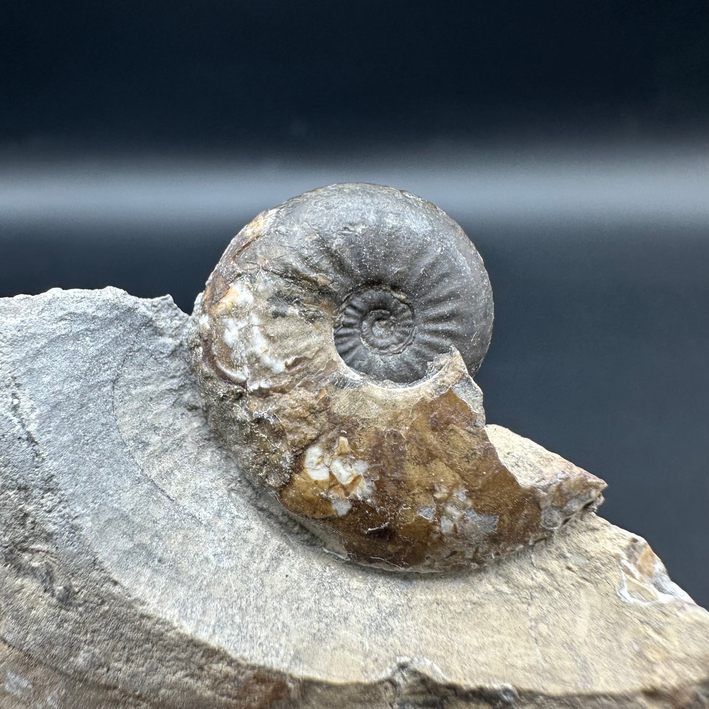 Amaltheus striatus ammonite fossil with box and stand - Whitby, North Yorkshire Jurassic Coast Yorkshire Fossils