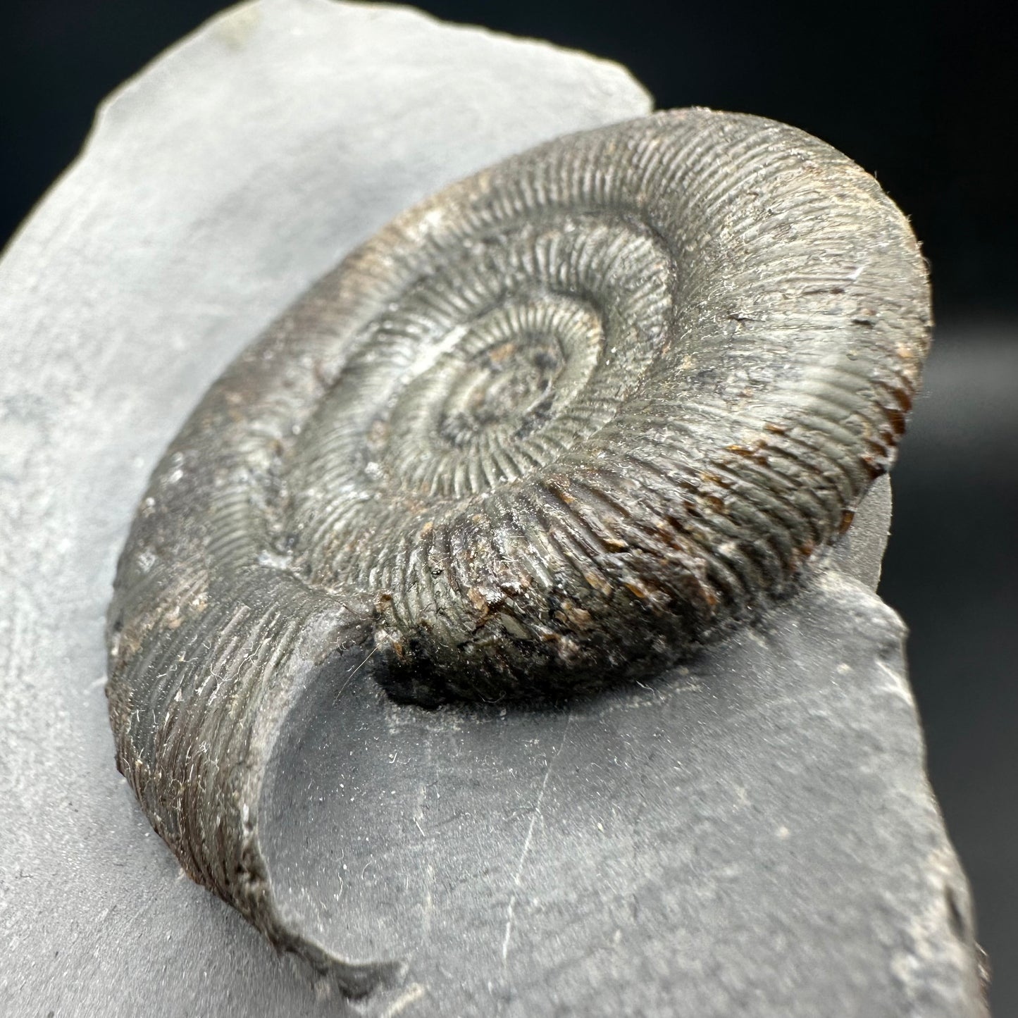 Dactylioceras tenuicostatum ammonite fossil with box and stand - Whitby, North Yorkshire Jurassic Coast