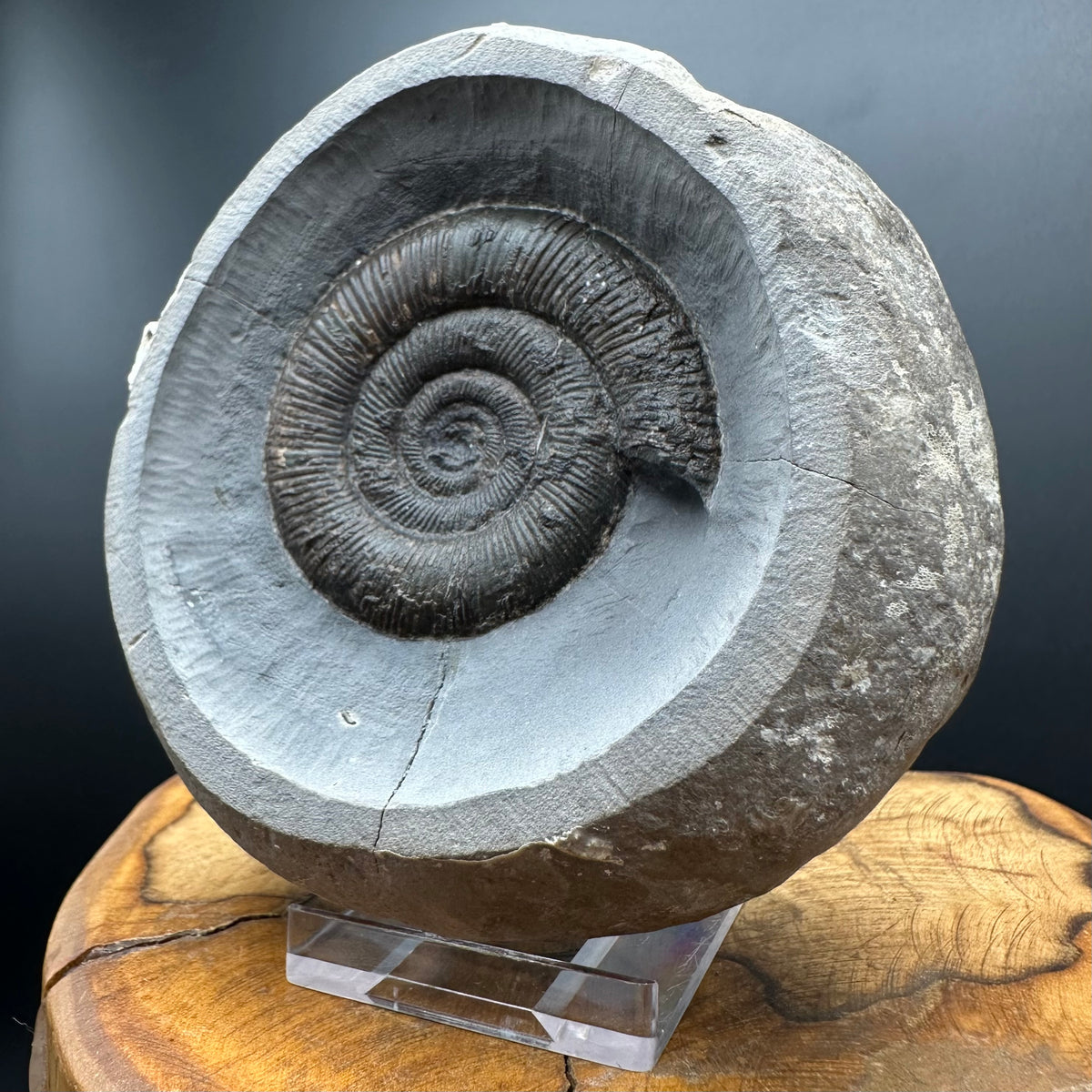 Dactylioceras tenuicostatum Ammonite fossil with box and stand - Whitby, North Yorkshire Jurassic Coast