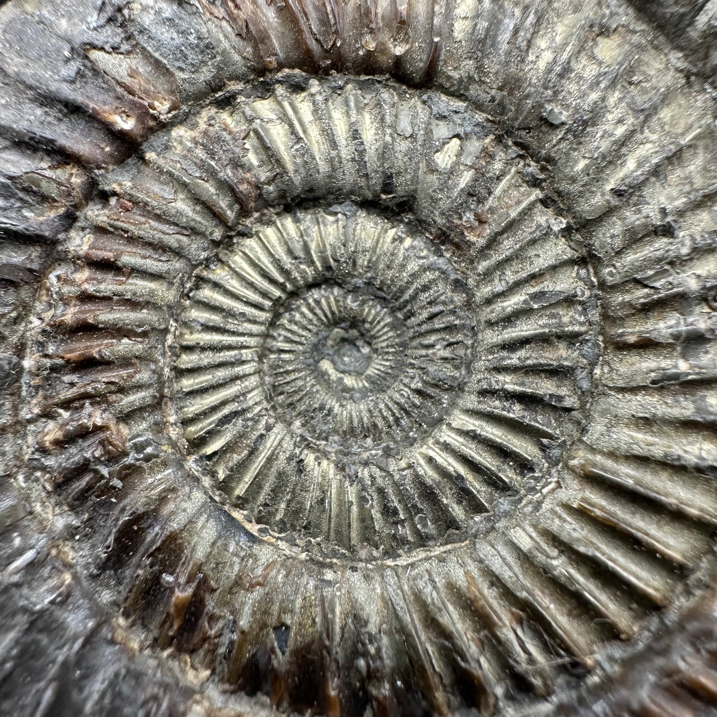 Golden Dactylioceras Ammonite Fossil With Box And Stand - Whitby, North Yorkshire Jurassic Coast Yorkshire Fossils