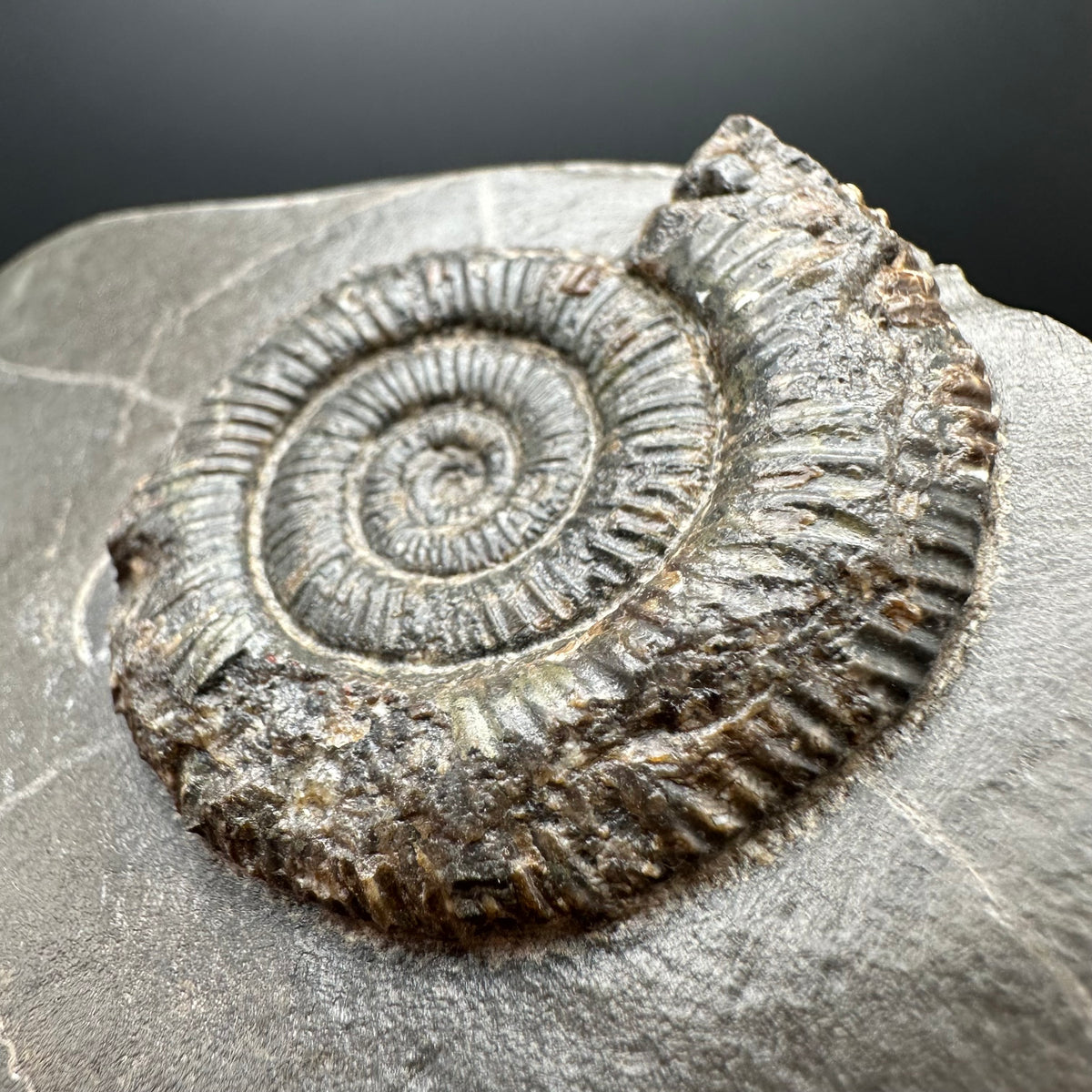 Dactylioceras Ammonite Fossil With box and Stand - Whitby, North Yorkshire Jurassic Coast Yorkshire Fossils