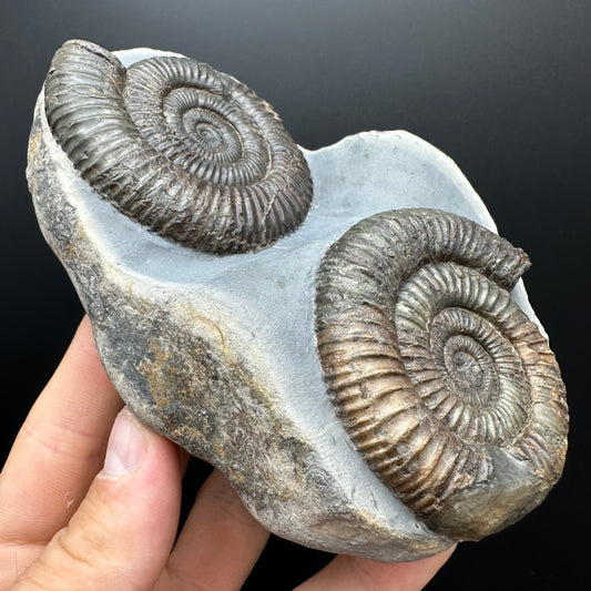 Dactylioceras Ammonite Fossil With Stand - Whitby, North Yorkshire Jurassic Coast Yorkshire Fossils