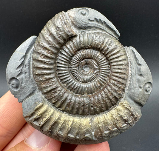 Hydra Snakestone Ammonite Fossil With Bag/Box And Stand - Whitby, North Yorkshire Jurassic Coast Yorkshire Fossils