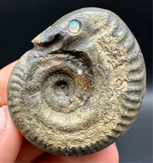 Snakestone Ammonite Fossil With Bag/Box And Stand - Whitby, North Yorkshire Jurassic Coast Yorkshire Fossils