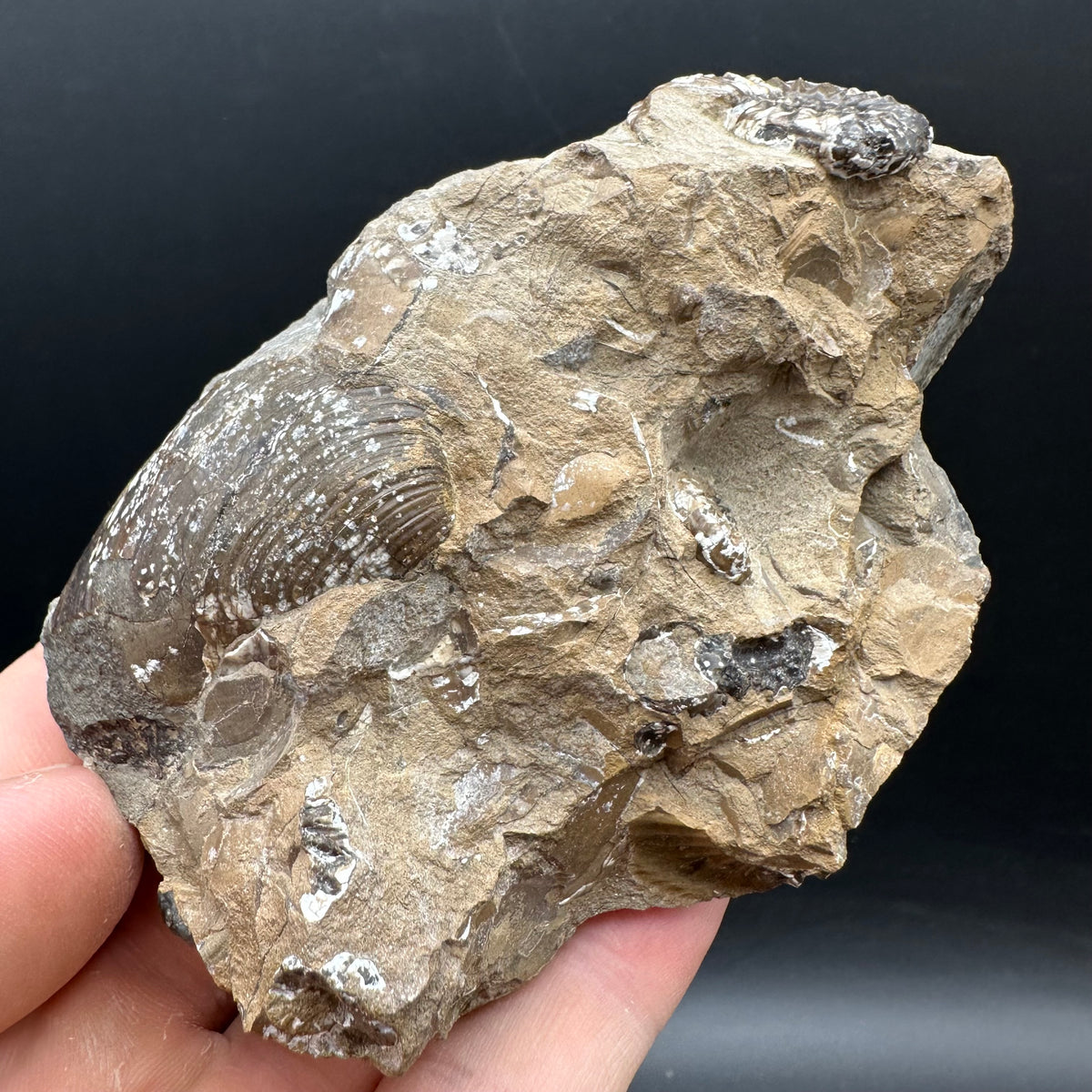 Amaltheus subnodosus Ammonite fossil with stand - Whitby, North Yorkshire Jurassic Coast Yorkshire Fossils