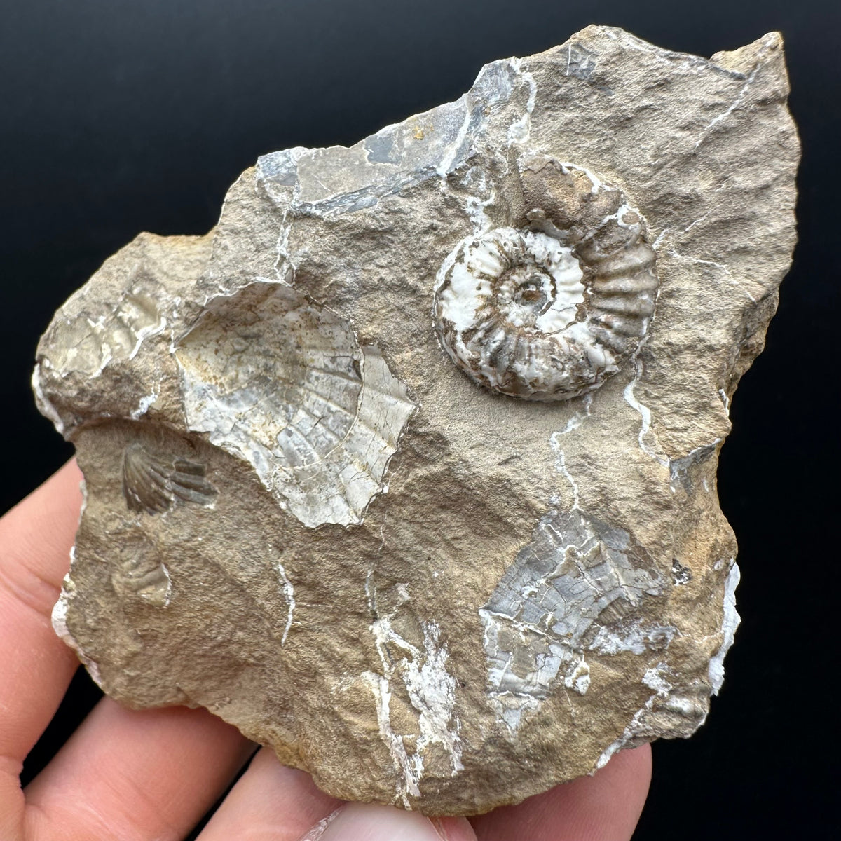 Androgynoceras capricornus Ammonite Fossil With Stand - Whitby, North Yorkshire Jurassic Coast Yorkshire Fossils