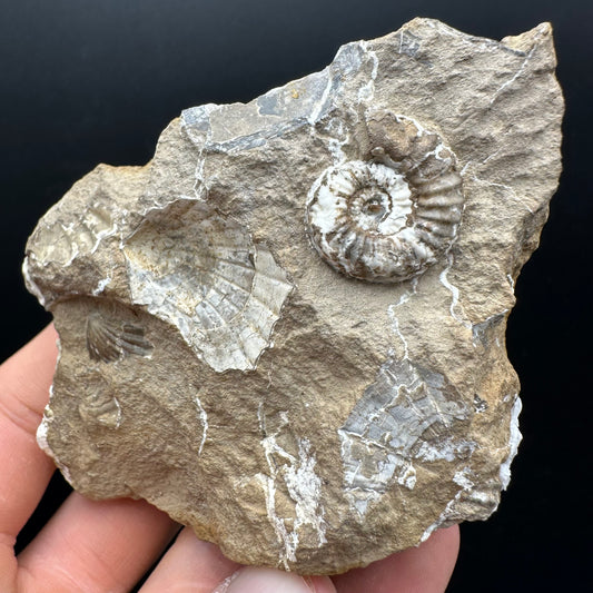Androgynoceras capricornus Ammonite Fossil With Stand - Whitby, North Yorkshire Jurassic Coast Yorkshire Fossils