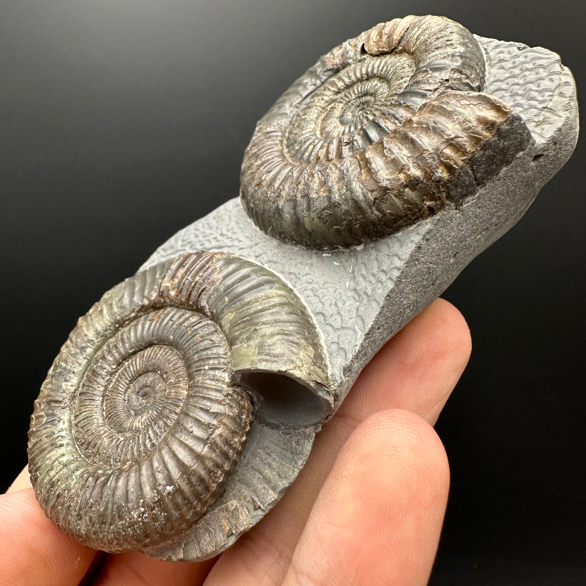 Dactylioceras Ammonite Fossil With Stand - Whitby, North Yorkshire Jurassic Coast Yorkshire Fossils