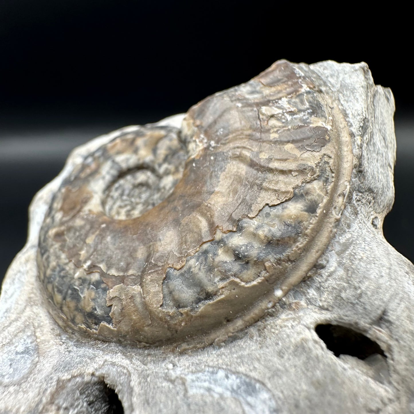 Harpoceras ammonite fossil with box and stand - Whitby, North Yorkshire Jurassic Coast Yorkshire Fossils