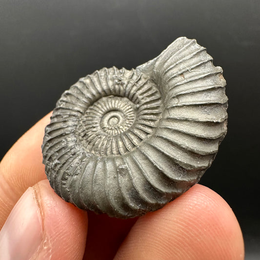 Schlothemia sp. ammonite fossil with box and stand - Whitby, North Yorkshire Jurassic Coast, Yorkshire fossils