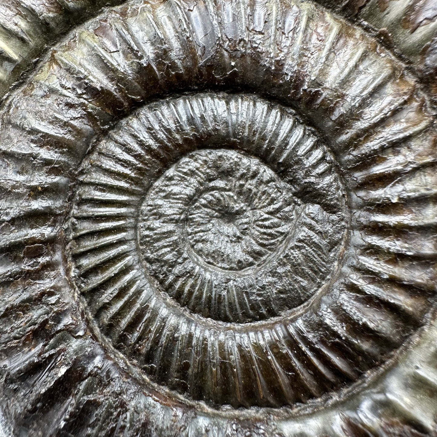 Dactylioceras Ammonite Fossil - Whitby, North Yorkshire Jurassic Coast Yorkshire Fossils