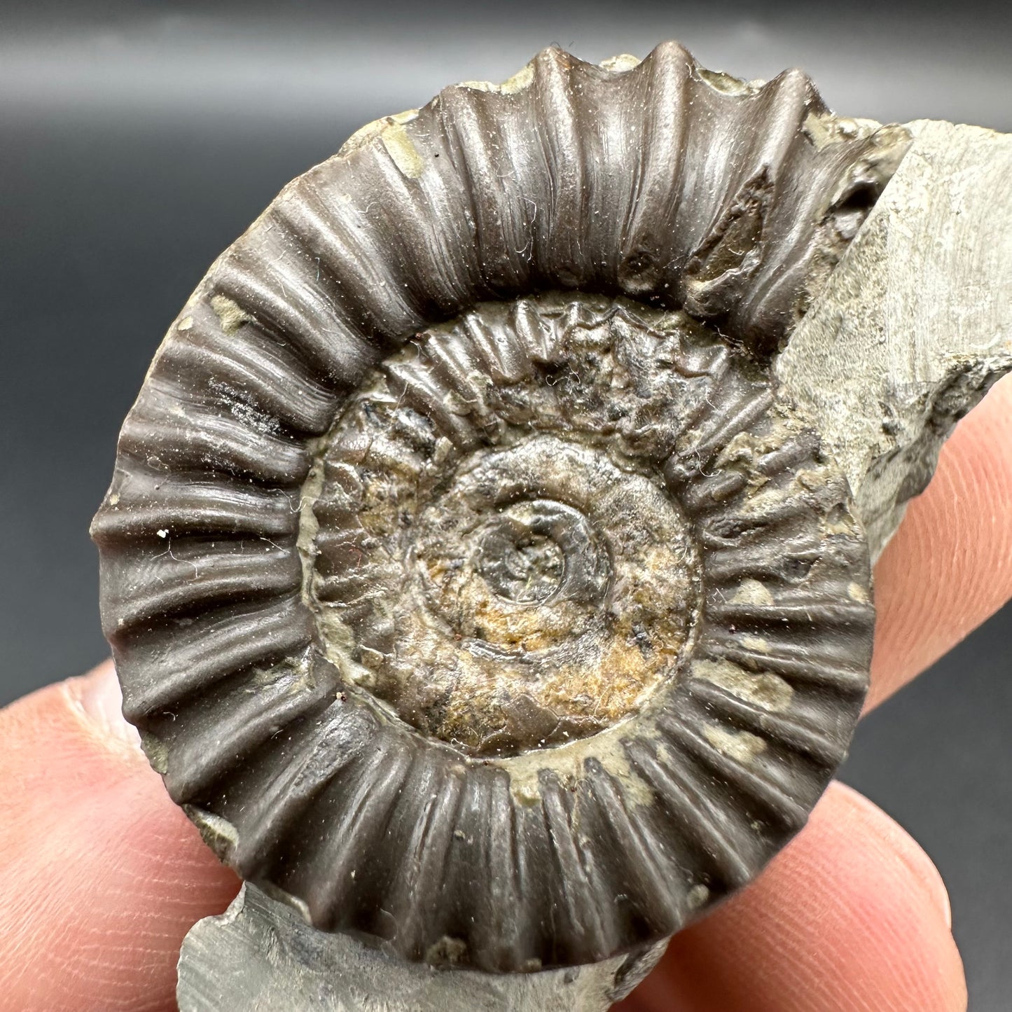 Arnioceras ammonite shell fossil - Whitby, North Yorkshire Jurassic Coast Yorkshire Fossils