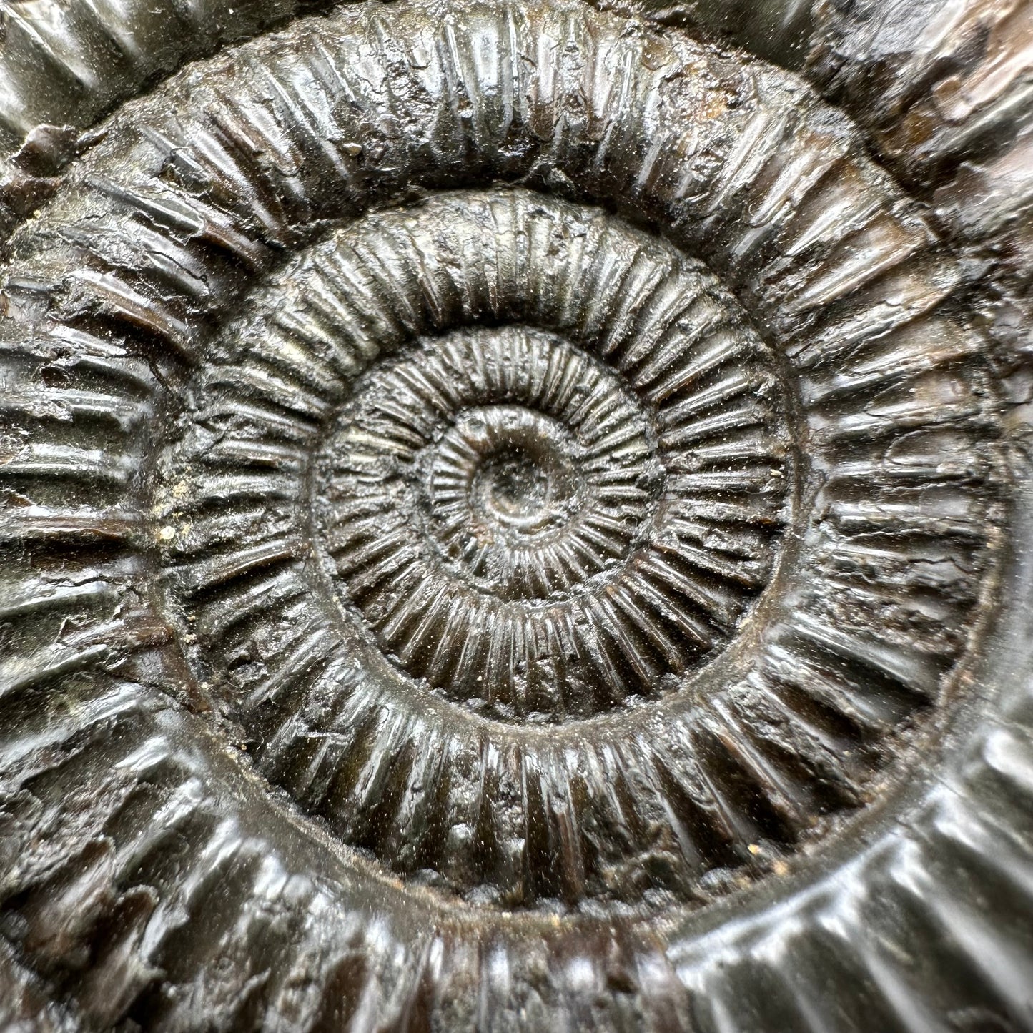 Dactylioceras Ammonite Fossil With Box And Stand - Whitby, North Yorkshire Jurassic Coast Yorkshire Fossils