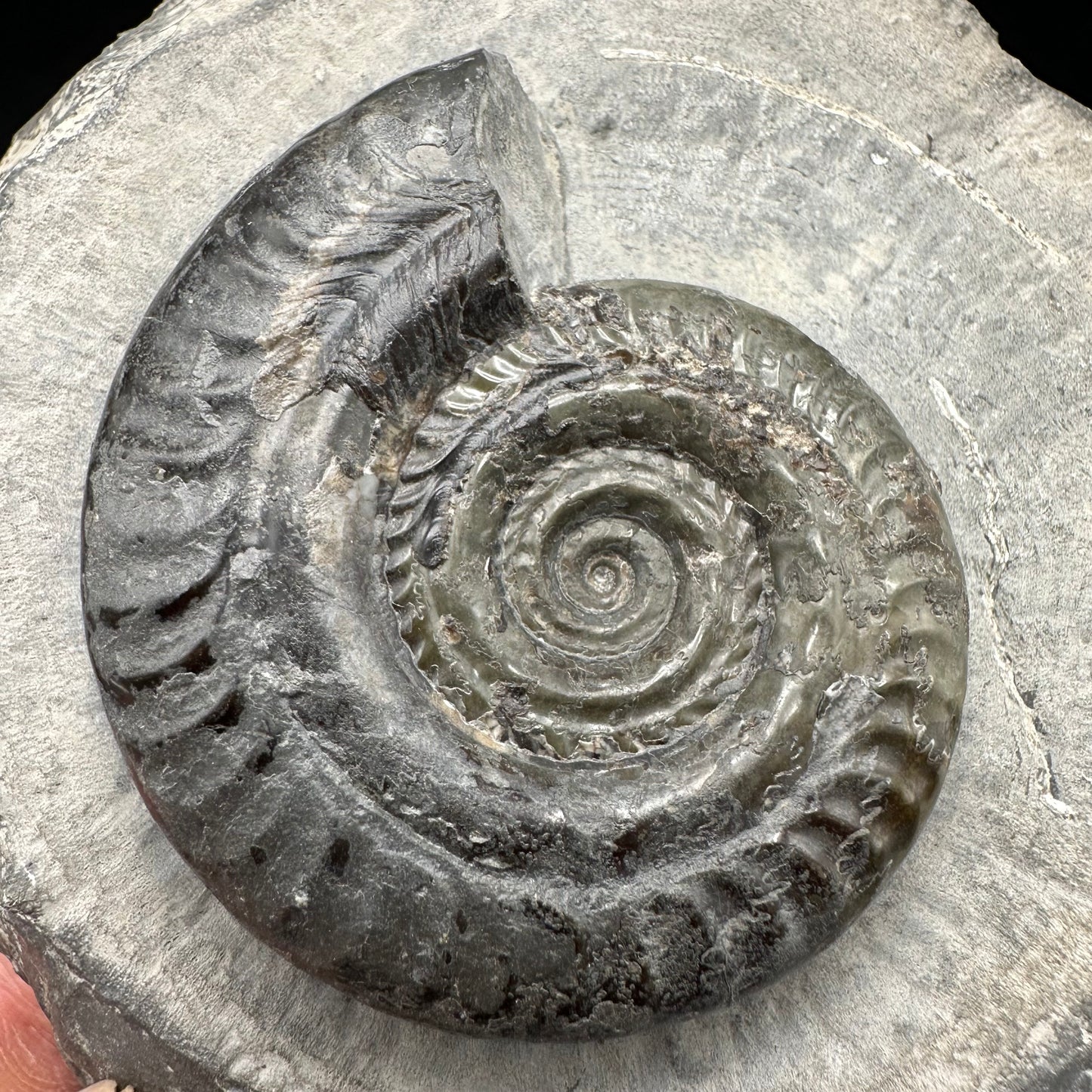 Hildoceras Bifrons Ammonite fossil with box and stand - Whitby, North Yorkshire Jurassic Coast, Yorkshire Fossils from the Jurassic Coast