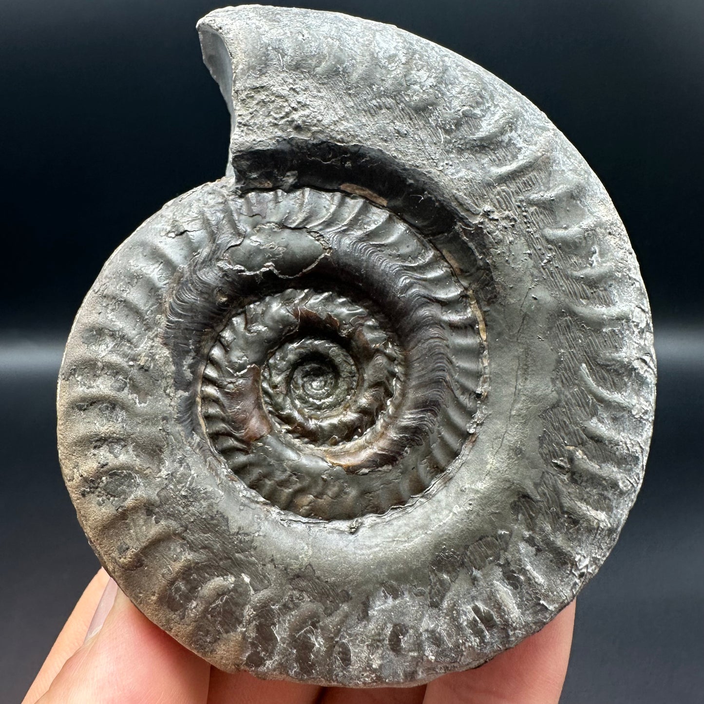 Hildoceras lusitanicum ammonite fossil - Whitby, North Yorkshire, Jurassic Coast, Yorkshire Fossils